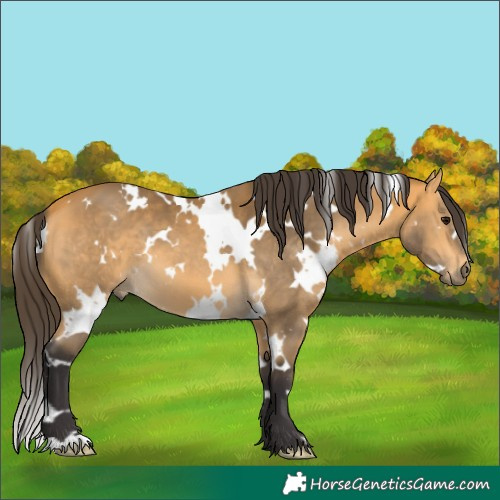 Horse Color:White Spotted Buckskin