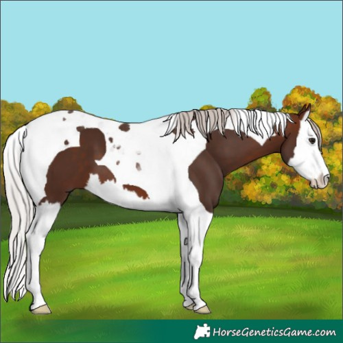 Horse Color:Silver Brown Splash Tobiano 