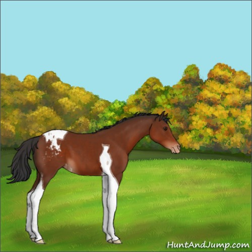 Horse Color:Brown Tobiano Blanket 