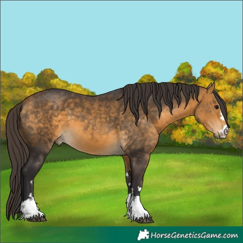 Horse Color:Buckskin 