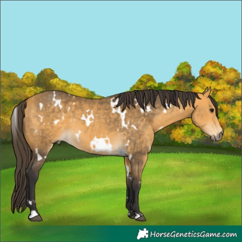 Horse Color:White Spotted Buckskin 