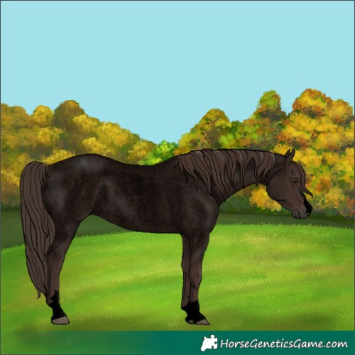 Horse Color:Void Liver Red Roan