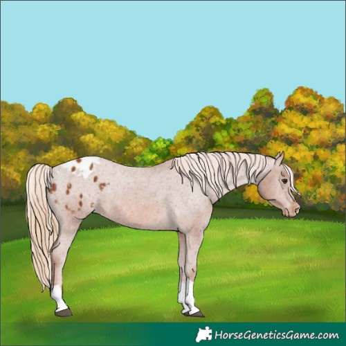 Horse Color:Chestnut Tobiano Appaloosa 