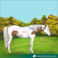 Horse Color:Chestnut Splash Tobiano Rabicano