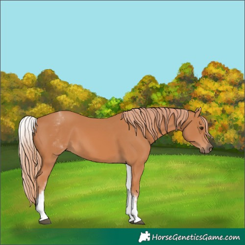 Horse Color:White Spotted Chestnut 