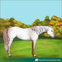 Horse Color:Gray Chestnut 