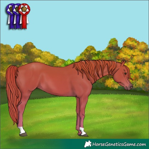 Horse Color:Chestnut 