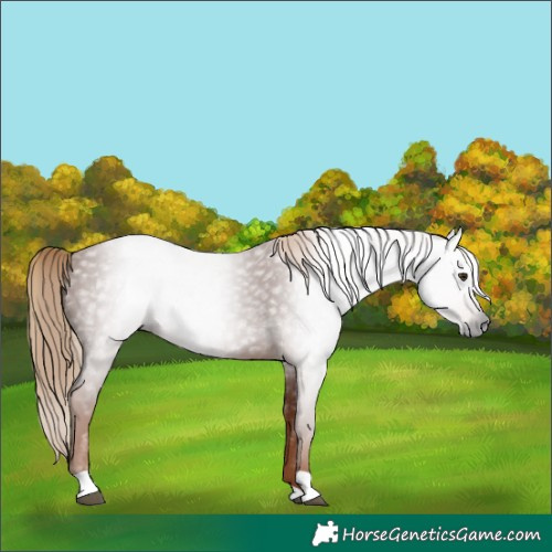 Horse Color:Gray Chestnut 
