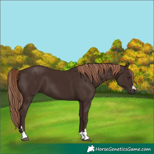 Horse Color:Liver Chestnut 