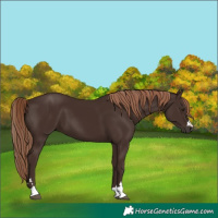 Horse Color:Liver Chestnut