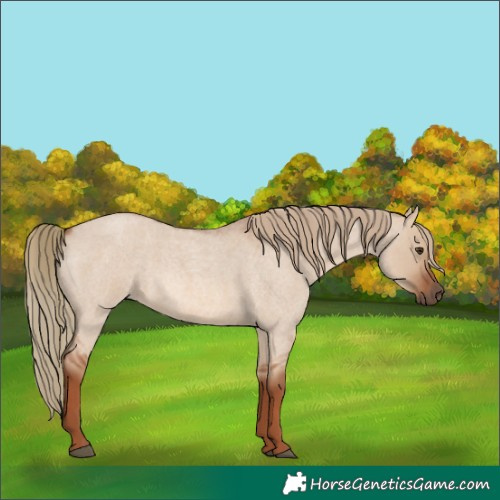 Horse Color:Red Dun Roan 