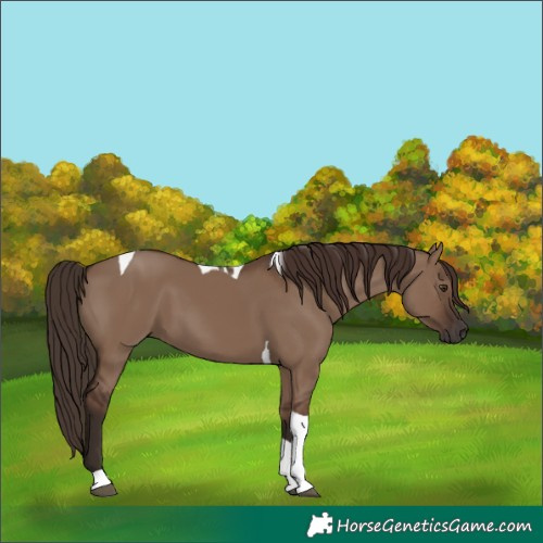 Horse Color:Liver Red Dun Tobiano 