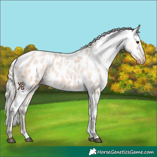 Horse Color:Silver Bay Roan Dun Appaloosa 