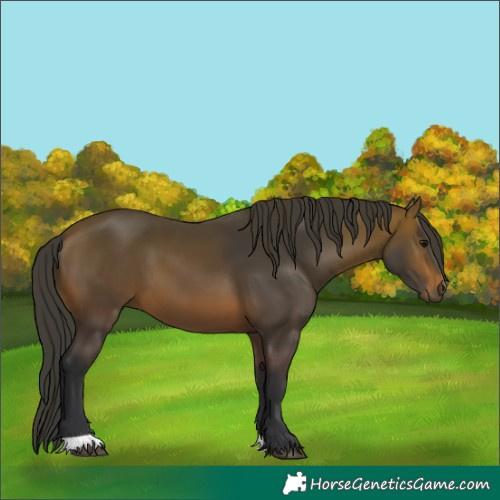 Horse Color:Brown 