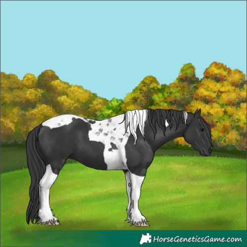 Horse Color:Black Tobiano 