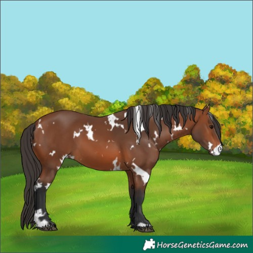 Horse Color:White Spotted Bay