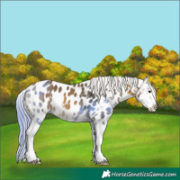 Horse Color:Buckskin Sabino Splash Near Leopard 