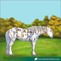 Horse Color:Buckskin Sabino Splash Appaloosa
