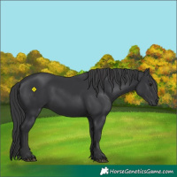 Horse Color:Black 