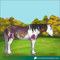 Horse Color:Brown Sabino Splash Rabicano 