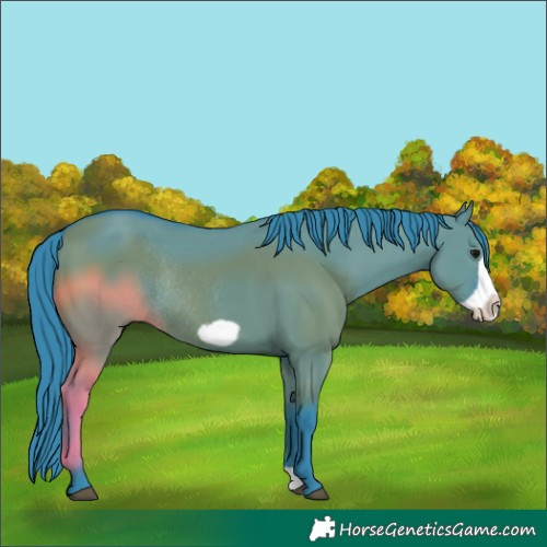 Horse Color:Watercolor Grullo Frame Rabicano 