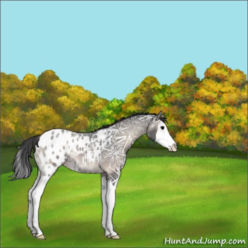 Horse Color:Blue Onyx Ice Sabino Splash Appaloosa Rabicano 