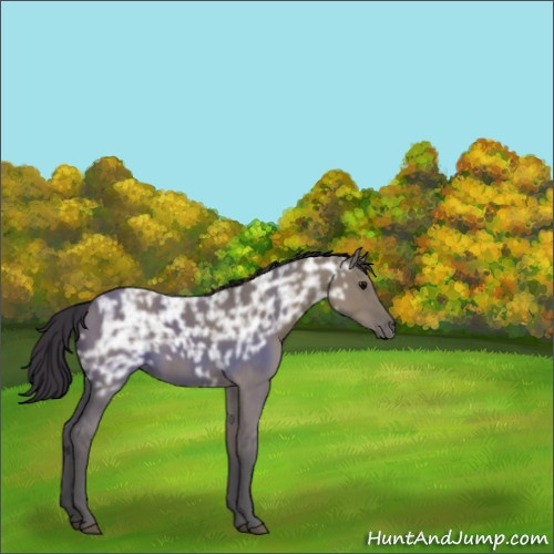 Horse Color:Smoky Grullo Ice Rabicano 