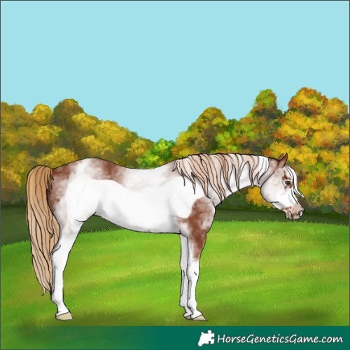 Horse Color:White Spotted Chestnut Frame