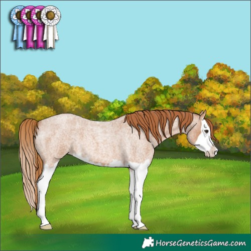 Horse Color:Red Roan Splash 