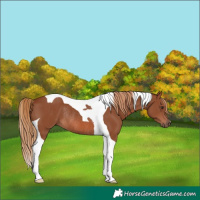 Horse Color:Chestnut Tobiano Rabicano 
