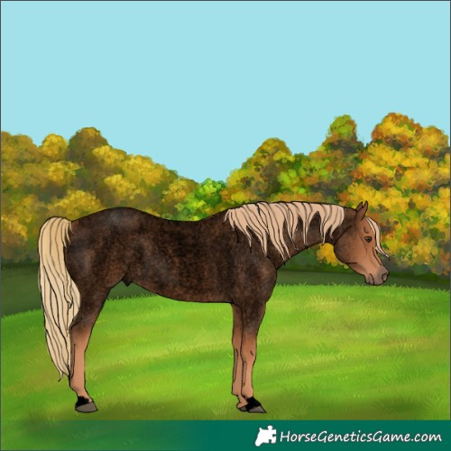 Horse Color:Void Red Roan Rabicano 