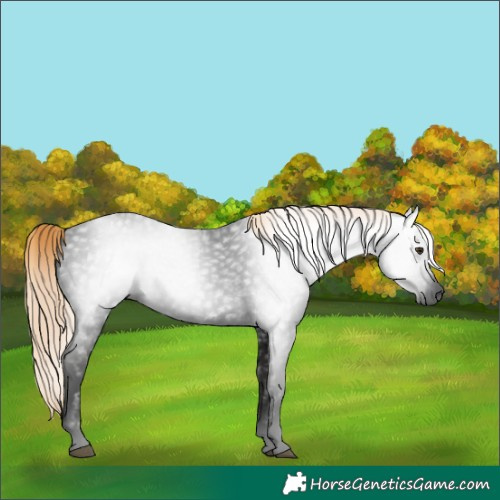 Horse Color:Gray Void Liver Red Roan 