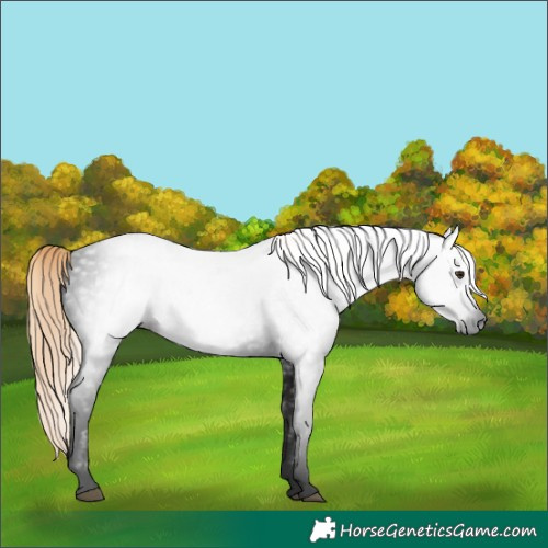 Horse Color:Gray Void Liver Red Roan 