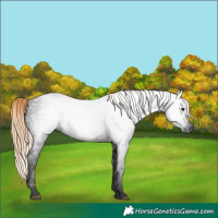 Horse Color:Gray Void Liver Red Roan 