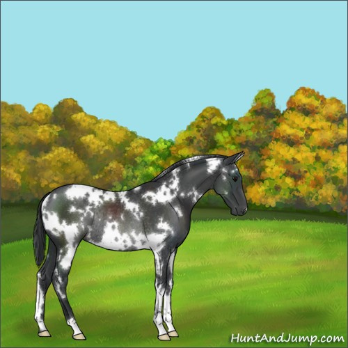 Horse Color:White Spotted Black Rabicano 