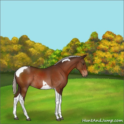 Horse Color:Silver Brown Tobiano Rabicano 