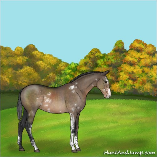Horse Color:Brown Dun Sabino 