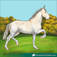 Horse Color:Palomino Dun Sabino 