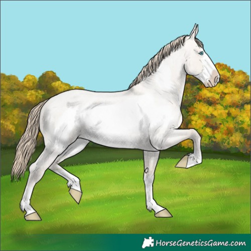 Horse Color:Smoky Creme Roan Dun Frame