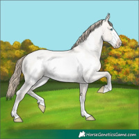 Horse Color:Smoky Creme Roan Dun Frame