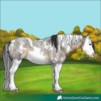 Horse Color:White Spotted Buckskin Roan Splash 