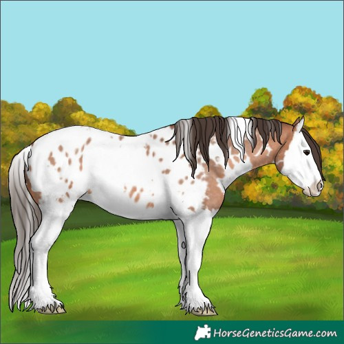 Horse Color:White Spotted Bay Roan Splash Appaloosa