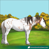 Horse Color:White Spotted Bay Roan Splash Appaloosa