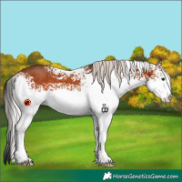 Horse Color:White Spotted Silver Brown 
