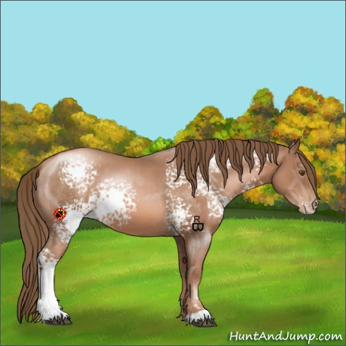 Horse Color:White Spotted Liver Chestnut Pearl Sabino Rabicano 