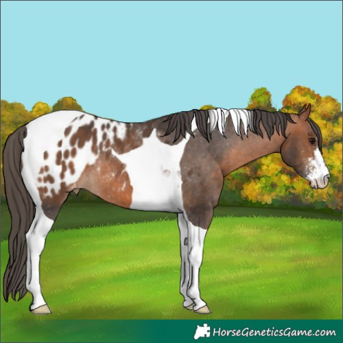 Horse Color:Bay Sabino Tobiano Blanket Rabicano 