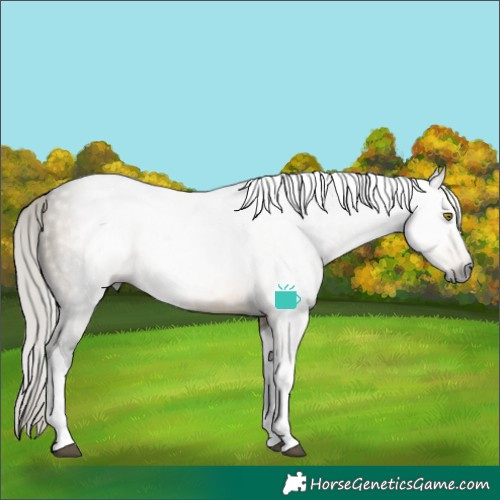 Horse Color:Gray Silver Buckskin Dun Tobiano Rabicano 