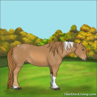 Horse Color:Chestnut Tobiano Rabicano