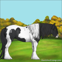 Horse Color:Black Tobiano 
