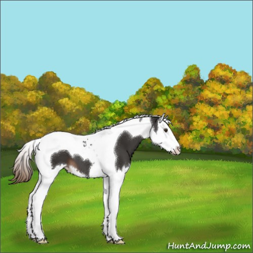 Horse Color:Liver Chestnut Splash Tobiano 